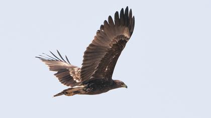 Büyük orman kartalı