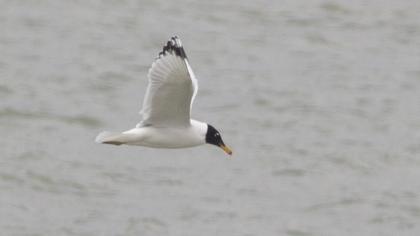 Büyük karabaş martı