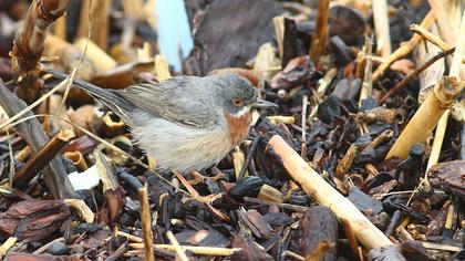 Bıyıklı ötleğen