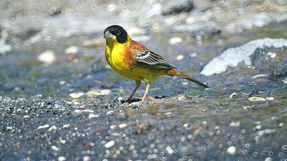 Karabaşlı kirazkuşu