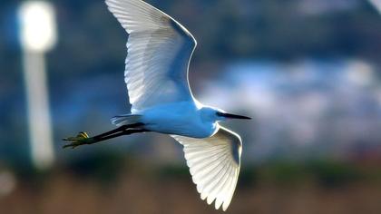 Küçük ak balıkçıl