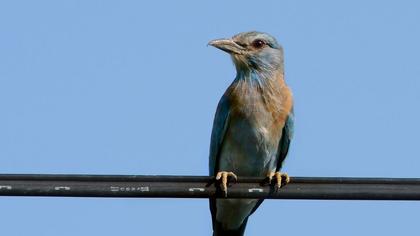 European Roller