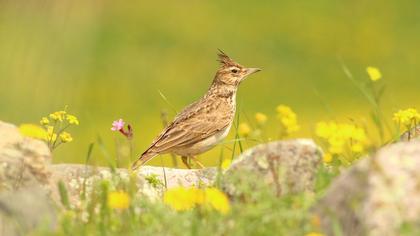 Crested Lark