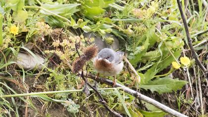 Bıyıklı ötleğen