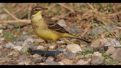 Sarı kuyruksallayan