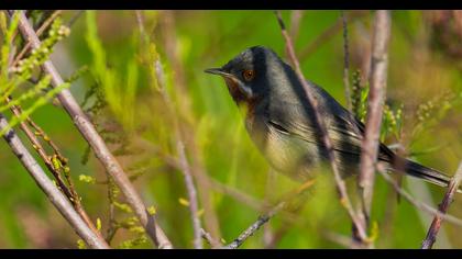 Bıyıklı ötleğen