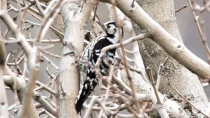 Küçük ağaçkakan