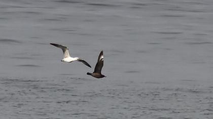 Kütkuyruklu korsanmartı