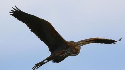 Erguvani balıkçıl