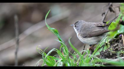 Bıyıklı ötleğen