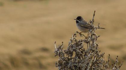 Karaboğazlı ötleğen