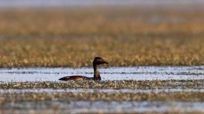 Karaboyunlu batağan