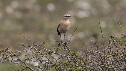 Isabelline Wheatear