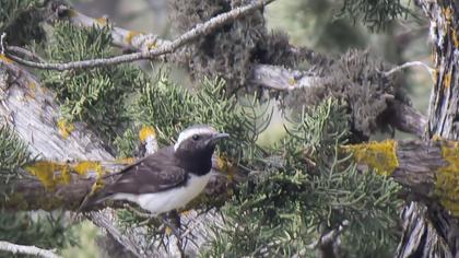 Kıbrıs kuyrukkakanı