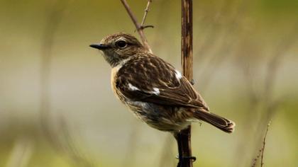 European Stonechat