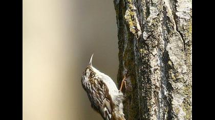 Bahçe tırmaşıkkuşu