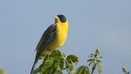 Karabaşlı kirazkuşu