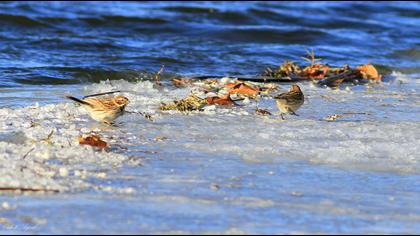 Bataklık Kirazkuşu
