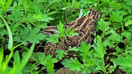 Common Quail