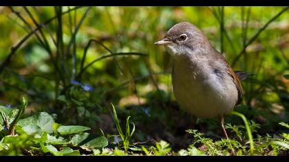 Akgerdanlı ötleğen