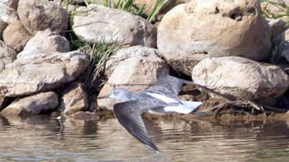 Bataklık düdükçünü