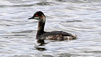 Karaboyunlu batağan