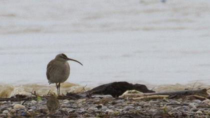 Sürmeli kervançulluğu