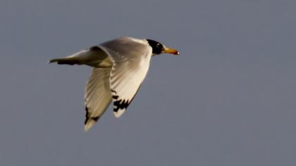 Büyük karabaş martı