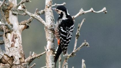 Aksırtlı ağaçkakan