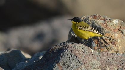 Sarı kuyruksallayan