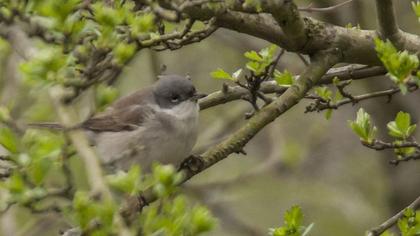 Küçük akgerdanlı ötleğen