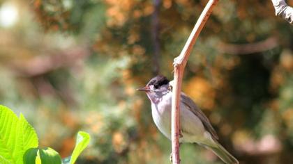 Karabaşlı ötleğen