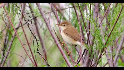 Çalı kamışçını