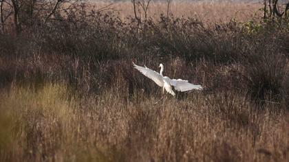 Büyük ak balıkçıl