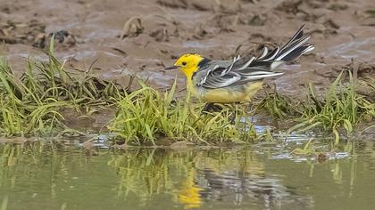 Sarıbaşlı kuyruksallayan