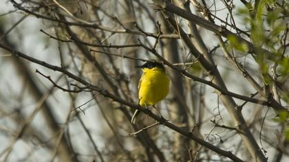 Sarı kuyruksallayan