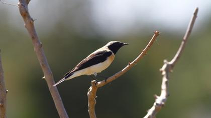 Karakulaklı kuyrukkakan
