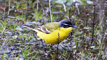 Sarı kuyruksallayan