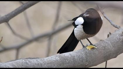 Eurasian Magpie