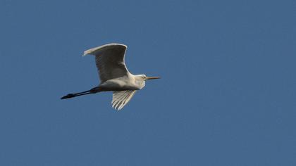 Great Egret