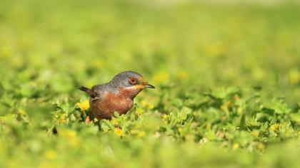 Bıyıklı ötleğen