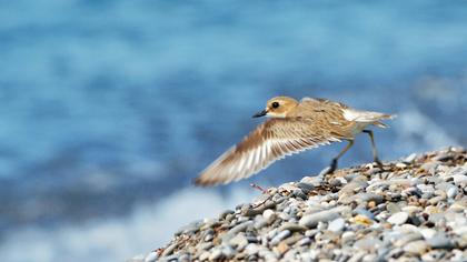 Greater Sand Plover