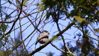 Uzunkuyruklu baştankara