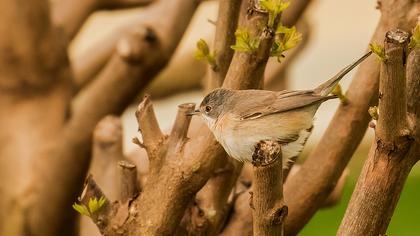 Bıyıklı ötleğen