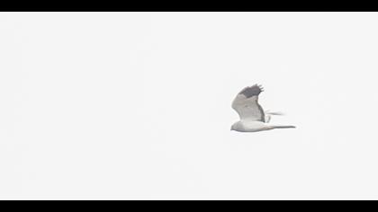Hen Harrier