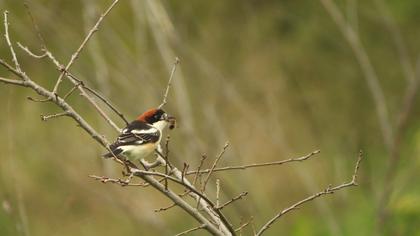 Kızılbaşlı örümcekkuşu