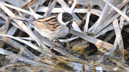 Bataklık Kirazkuşu