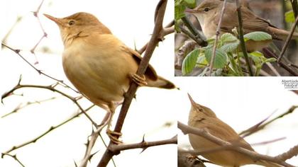 Çalı kamışçını