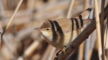 Çalı kamışçını