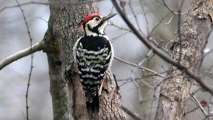 Aksırtlı ağaçkakan
